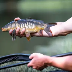 Drapieżna ryba morska, karp, trzymany w dłoniach wędkarza, z żyłką w pysku.