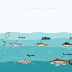 Różne gatunki ryb: ukleja, siejava, okoń, stynka i sandacz pływają w wodach jeziora Wysoka.