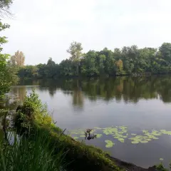 Spokojne jezioro Rokola otoczone bujną zielenią drzew. Na wodzie unoszą się lilie wodne, a w oddali widać zalesiony brzeg.