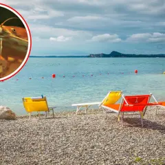 Gdzie szukać suma w jeziorze? Podpowiada zbliżenie na rybę na tle plaży z leżakami.