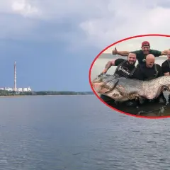 Wędkarze z dumą prezentują gigantycznego suma złowionego w okolicach elektrowni Poraj.