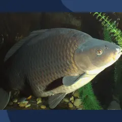 Duży karp pływa wśród wodnych roślin. Pamiętaj o wymiarze ochronnym karpia, by chronić te piękne ryby.