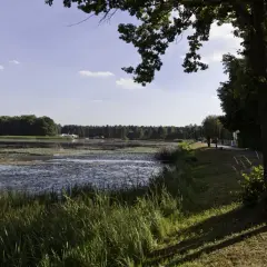 Spokojny zalew zielona woda, porośnięta liliami wodnymi, otoczona lasem. Ścieżka wzdłuż brzegu zaprasza na spacer.
