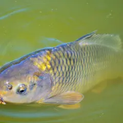 Karp pływa tuż pod powierzchnią zielonej wody, gotowy na to, na co bierze.
