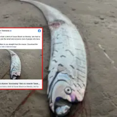 Długi, srebrzysty oarfish leży na plaży. To jeden z rzadkich rodzajów ryb, które rzadko widuje się na lądzie.