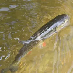 Kleo w wodzie, z haczykiem w pysku. Pamiętaj o okresie ochronnym klenia, by chronić te piękne ryby.