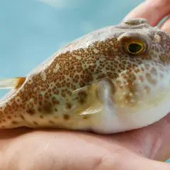 Dłoń trzyma rybę fugu z brązowymi cętkami.