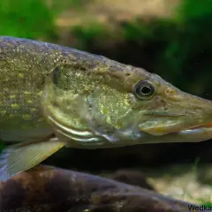 Sandacz w zbliżeniu, z widoczną łuską i płetwą. Pamiętaj o wymiarze ochronnym sandacza podczas wędkowania.
