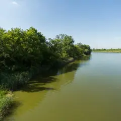 Zielone drzewa i trzciny nad brzegiem spokojnego jeziora Czerniakowskiego. Woda odbija błękitne niebo.