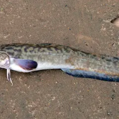 Miętus oceaniczny leży na piasku, jego ciało pokryte jest charakterystycznym wzorem.