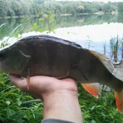 Okoń złowiony nad jeziorem, z pomarańczową płetwą ogonową. Wymiar ochronny okonia został zachowany.