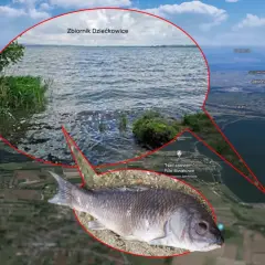 Zbiornik Dziećkowice z rybą na pierwszym planie i widokiem z lotu ptaka.