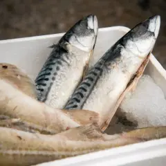 Świeże makrele, które żyją w chłodnych wodach oceanów, leżą na lodzie w białym pojemniku.