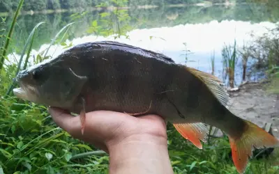 Okoń złowiony nad jeziorem, z pomarańczową płetwą ogonową. Wymiar ochronny okonia został zachowany.