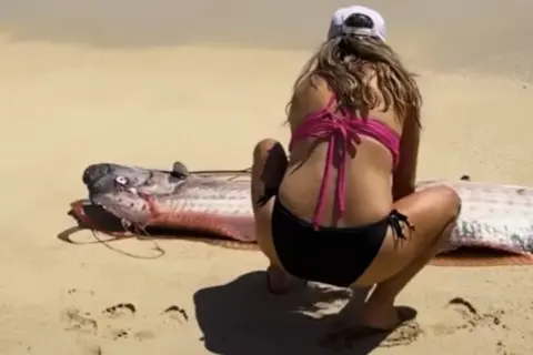 Kobieta w bikini przygląda się niezwykłemu stworzeniu na plaży. Czy wstęgor królewski jest jadalny?