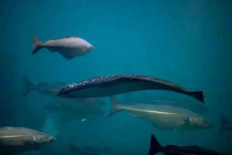 Pod wodą pływa ławica ryb, w tym jeden piękny halibut bałtycki z białymi kropkami na grzbiecie.