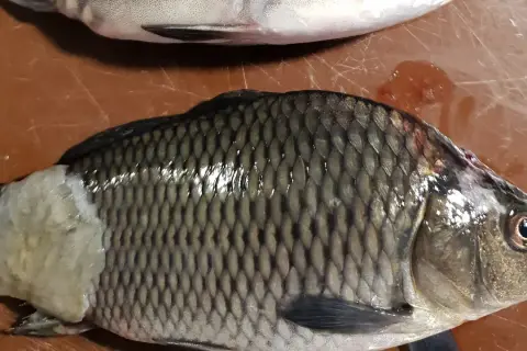 Ryba z widoczną pleśniawką na boku, białawą naroślą.