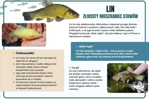 Lin, złocisty mieszkaniec stawów, to ryba słodkowodna. Na zdjęciach widać różne nazwy ryb, w tym lina.