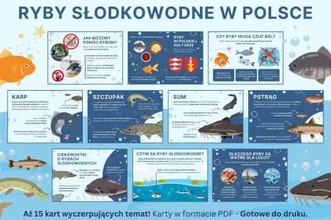Ilustracja przedstawia różne gatunki ryb słodkowodnych, ich cechy i znaczenie.