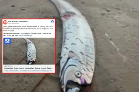 Długi, srebrzysty oarfish leży na plaży. To jeden z rzadkich rodzajów ryb, które rzadko widuje się na lądzie.