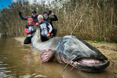 Czterech wędkarzy świętuje złowienie gigantycznego suma, który może być sum rekord polski. Ryba leży na brzegu, a mężczyźni pozują z dumą.