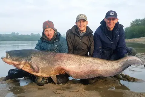 Trzech wędkarzy z gigantycznym sumem złowionym nad zalewem Chańcza. Ryba jest ogromna, a jej głowa sięga do ramion jednego z mężczyzn.