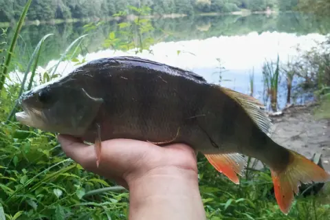 Okoń złowiony nad jeziorem, z pomarańczową płetwą ogonową. Wymiar ochronny okonia został zachowany.