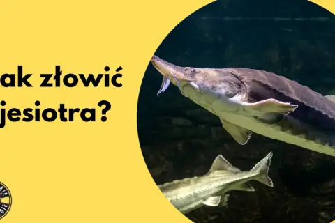 Jesiotr w Polsce występuje w rzekach. Dowiedz się, jak go złowić i gdzie go szukać.