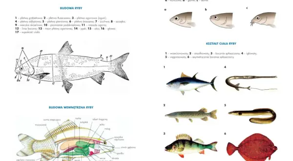 Anatomia ryby: schemat budowy zewnętrznej i wewnętrznej, różne kształty ciała ryb, położenie otworu gębowego.