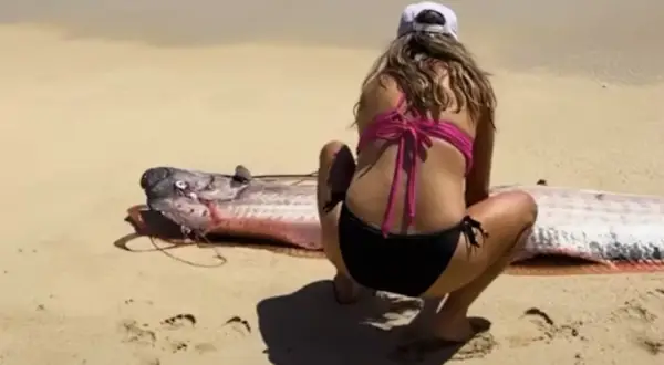 Kobieta w bikini przygląda się niezwykłemu stworzeniu na plaży. Czy wstęgor królewski jest jadalny?