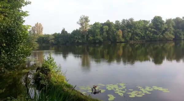 Spokojne jezioro Rokola otoczone bujną zielenią drzew. Na wodzie unoszą się lilie wodne, a w oddali widać zalesiony brzeg.