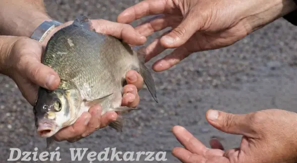 Dzień Wędkarza. Dwie pary rąk trzymają świeżo złowioną rybę, symbol udanego połowu.