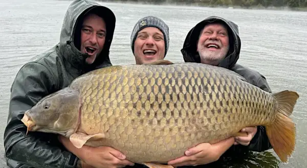 Trzech wędkarzy z dumą prezentuje gigantycznego karpia, prawdopodobnie nowy rekord. Ryba jest ogromna, a jej łuski lśnią w wodzie.