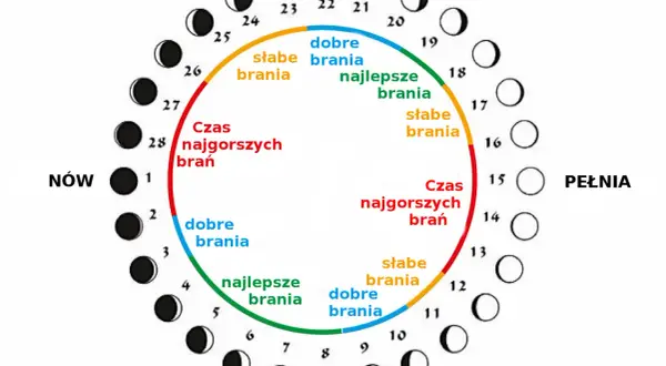 Księżycowy kalendarz brań: od nowiu do pełni, z podziałem na najlepsze, dobre, słabe i najgorsze brania.