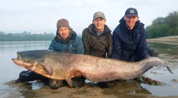 Trzech wędkarzy z gigantycznym sumem złowionym nad zalewem Chańcza. Ryba jest ogromna, a jej głowa sięga do ramion jednego z mężczyzn.