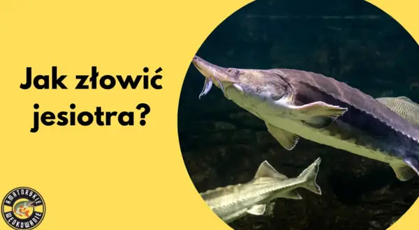 Jesiotr w Polsce występuje w rzekach. Dowiedz się, jak go złowić i gdzie go szukać.