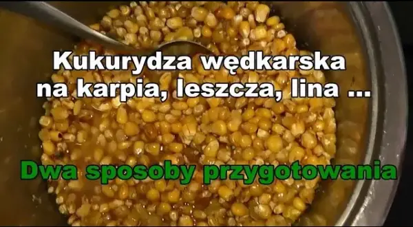 Kukurydza na ryby: Sekrety wyboru i przygotowania skutecznej przynęty
