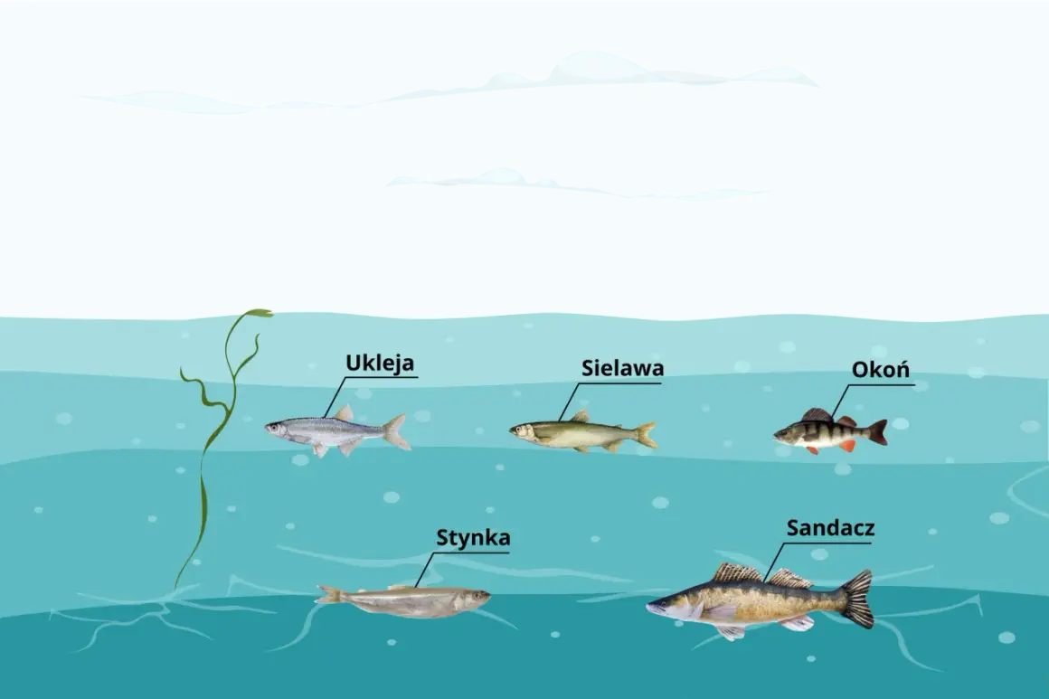 Różne gatunki ryb: ukleja, siejava, okoń, stynka i sandacz pływają w wodach jeziora Wysoka.