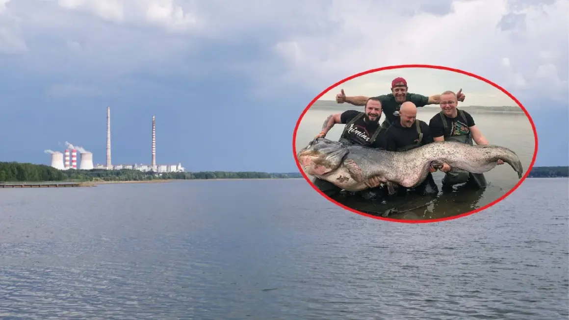 Wędkarze z dumą prezentują gigantycznego suma złowionego w okolicach elektrowni Poraj.
