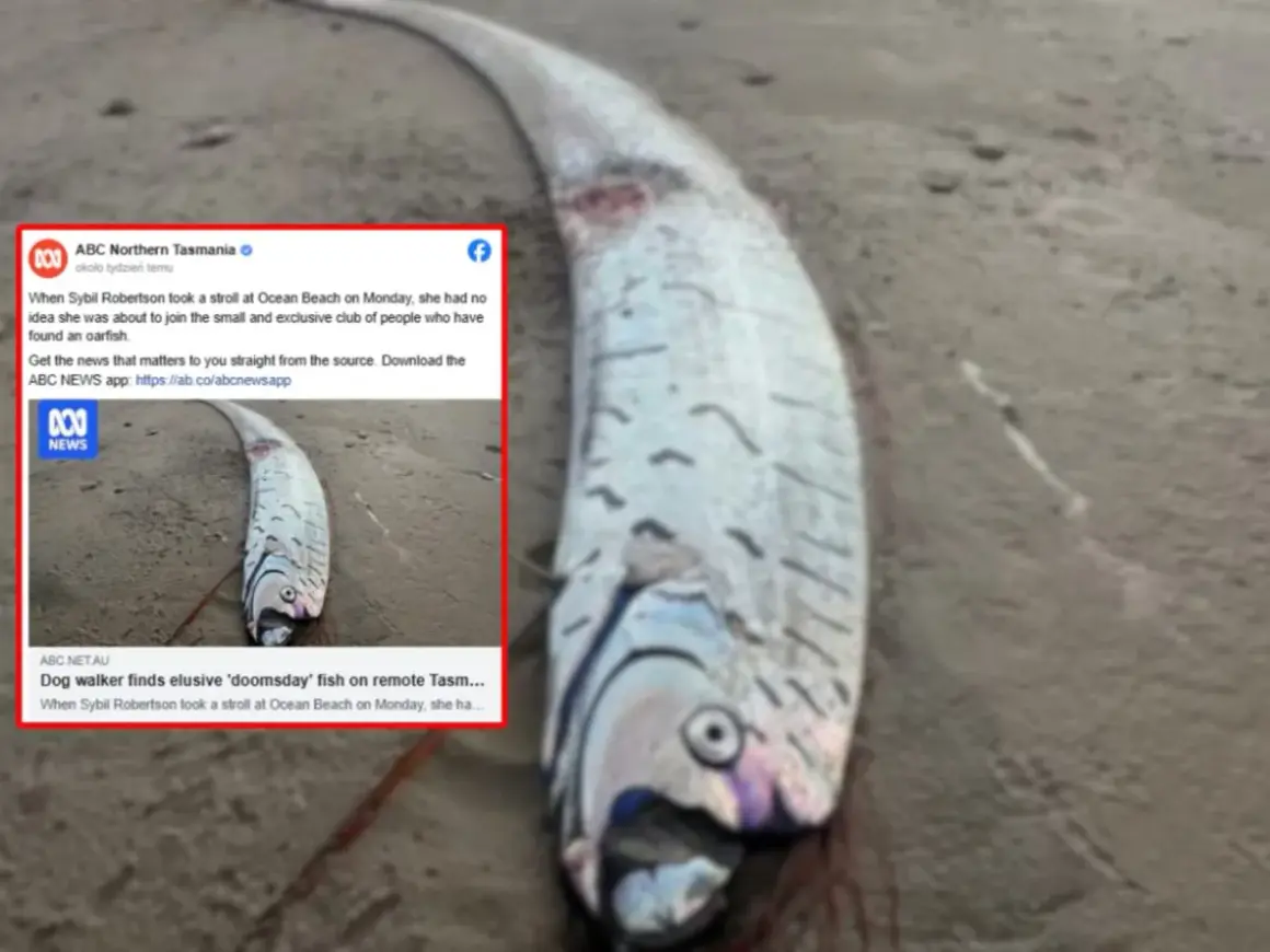 Długi, srebrzysty oarfish leży na plaży. To jeden z rzadkich rodzajów ryb, które rzadko widuje się na lądzie.