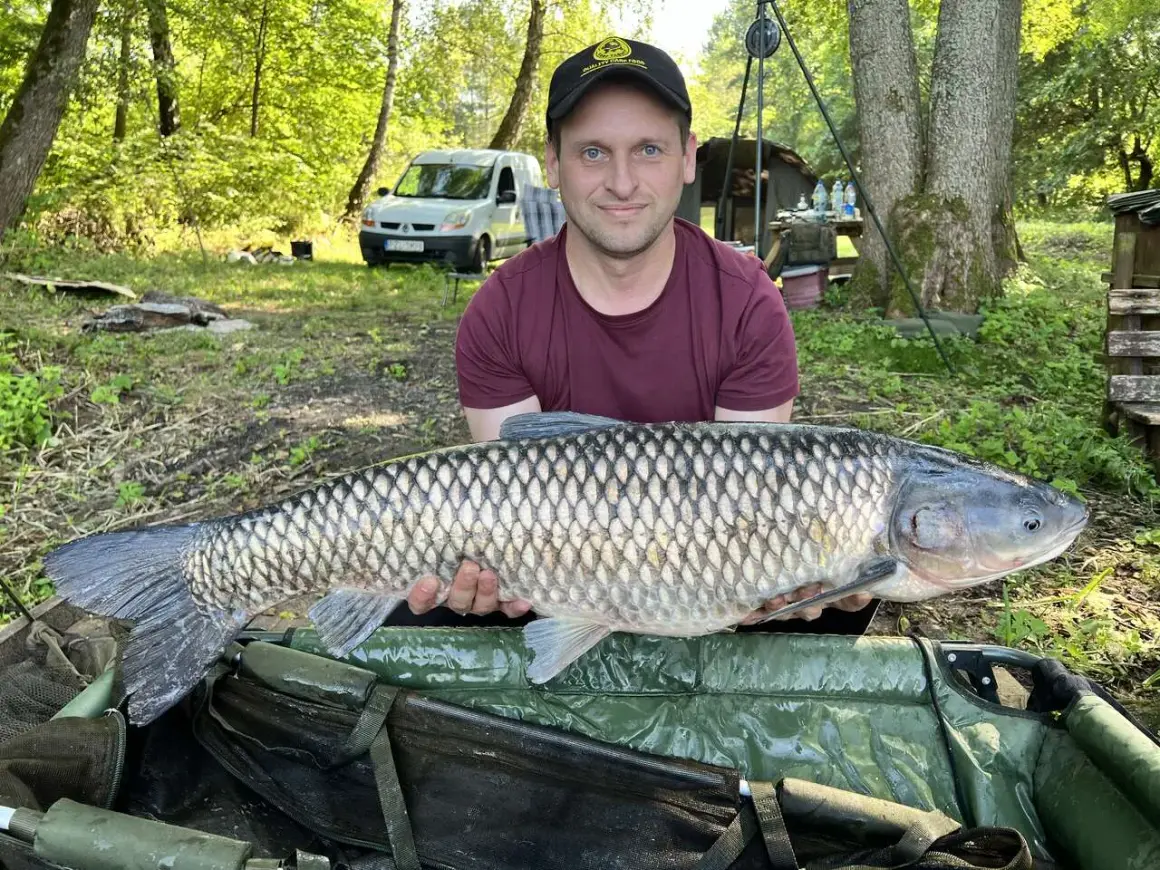 Wędkarz trzyma dużą rybę amura na tle lasu i samochodu.