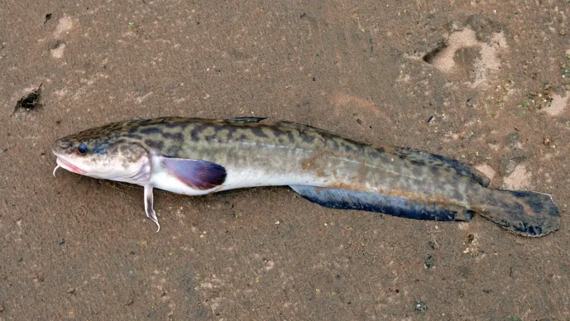 Miętus oceaniczny leży na piasku, jego ciało pokryte jest charakterystycznym wzorem.