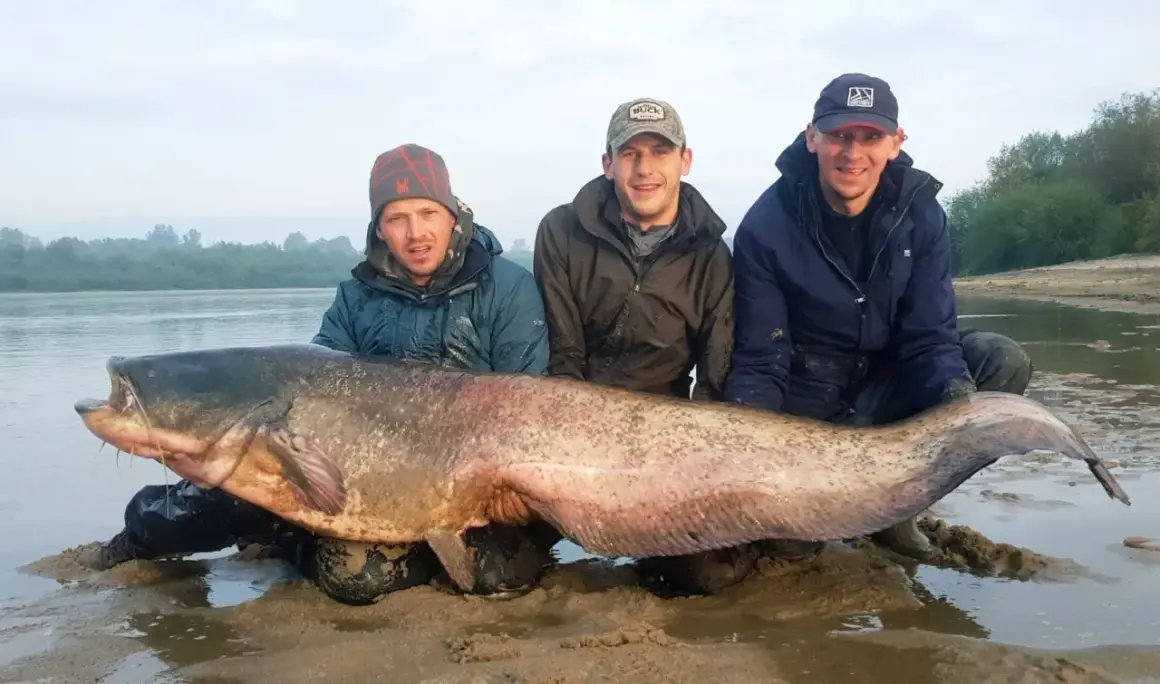 Trzech wędkarzy z gigantycznym sumem złowionym nad zalewem Chańcza. Ryba jest ogromna, a jej głowa sięga do ramion jednego z mężczyzn.