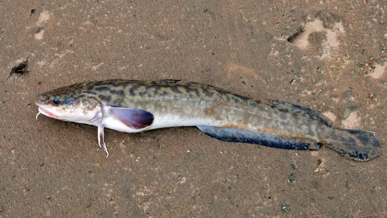 Miętus oceaniczny leży na piasku, jego ciało pokryte jest charakterystycznym wzorem.