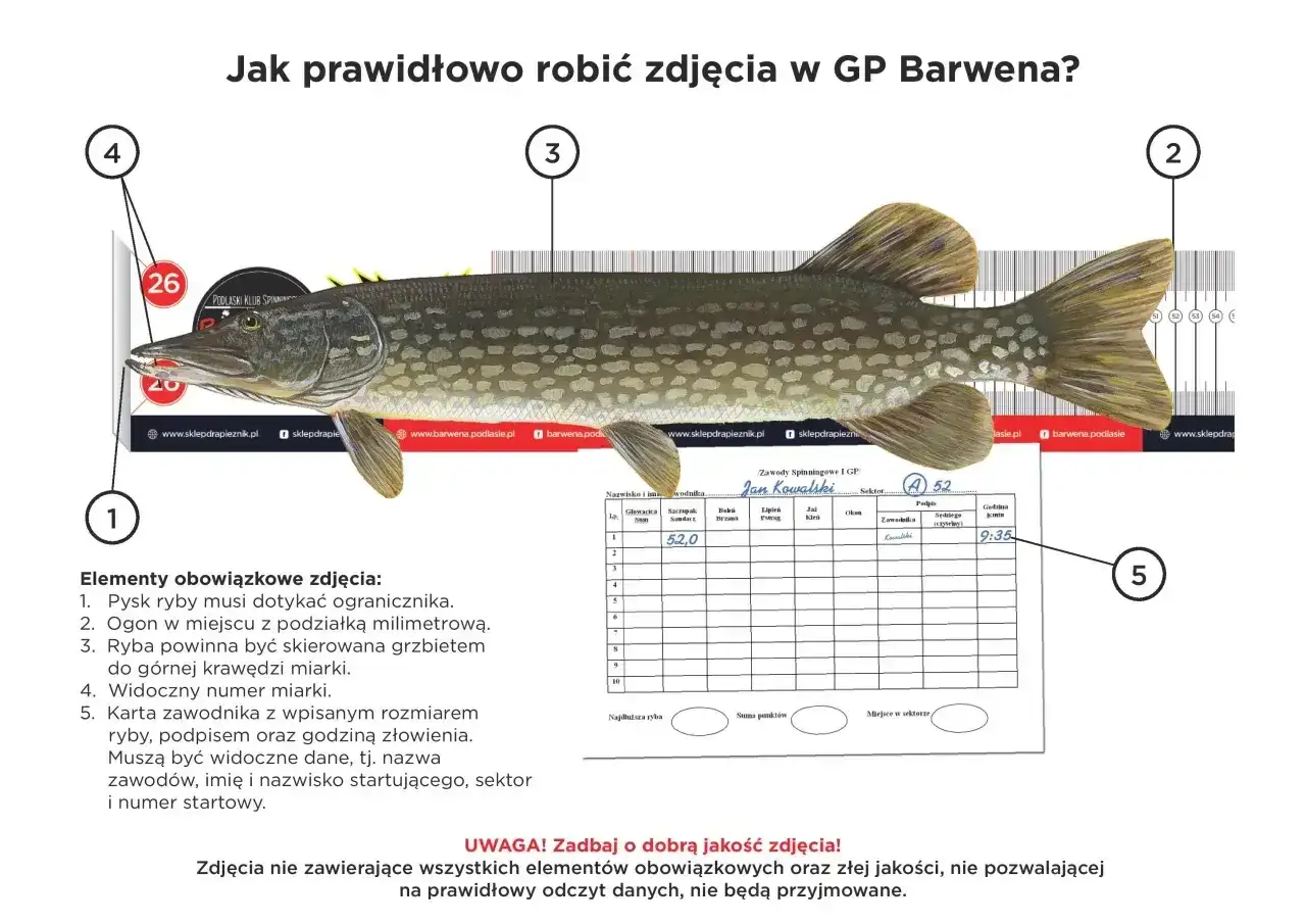 Szczupak o długości 52 cm leży na miarce, z pyskiem przy ograniczeniu. Wymiar ochronny lina jest kluczowy.