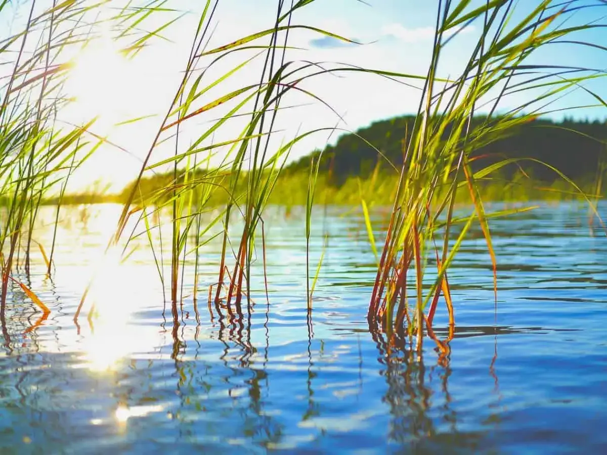 Słońce przebija się przez trzciny nad spokojnym jeziorem Rotcze, tworząc złote refleksy na wodzie.