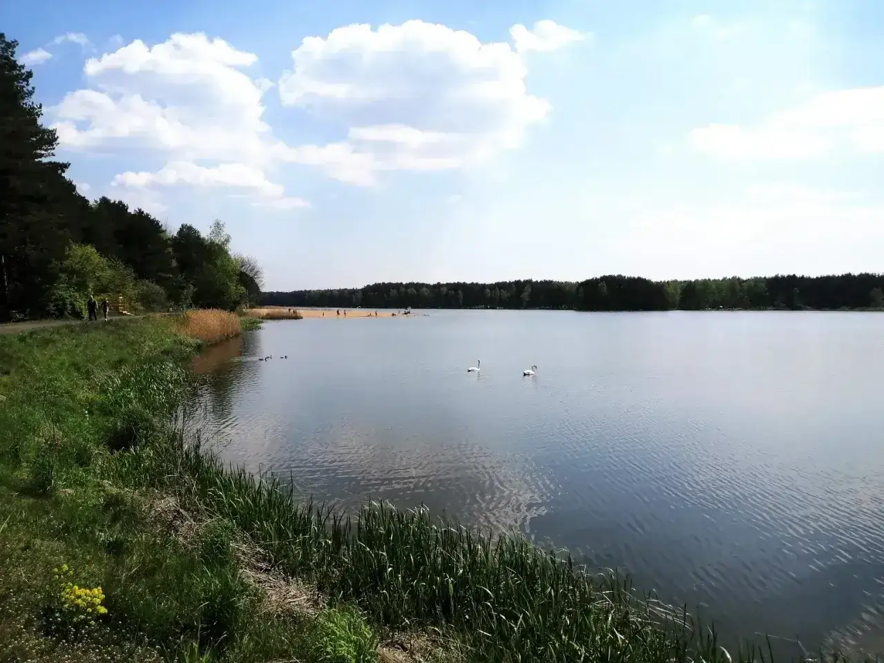 Spokojny zalew zielona otoczony lasem, z łabędziami pływającymi po wodzie i ludźmi odpoczywającymi na plaży.