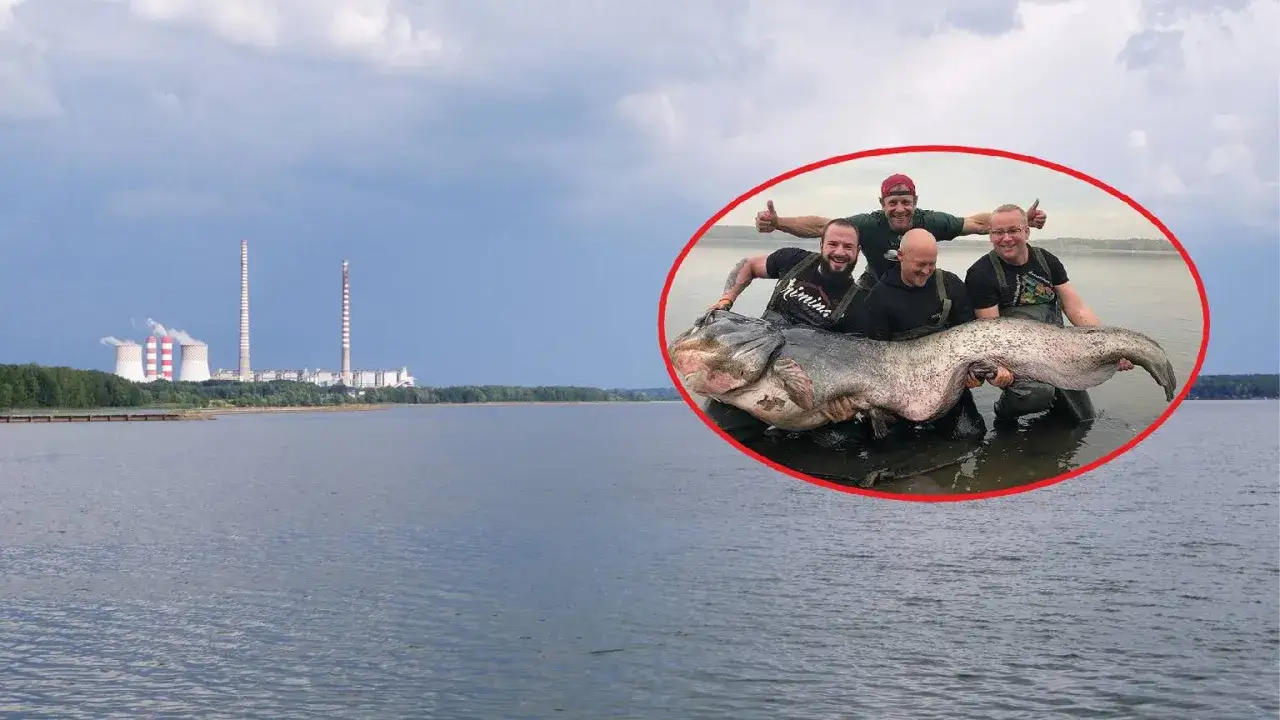 Czterech wędkarzy z gigantycznym sumem na tle elektrowni i zalewu.