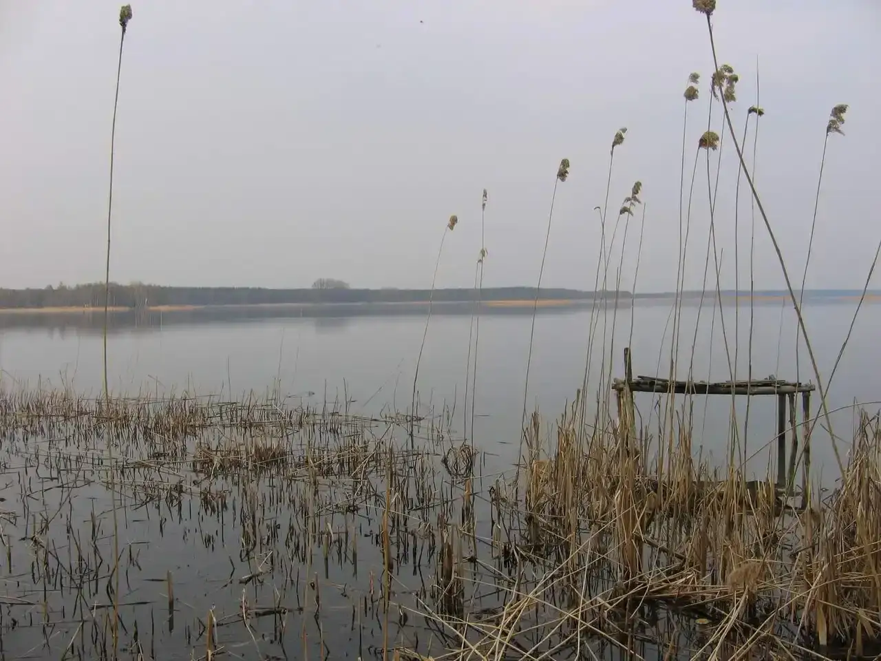 Spokojne jezioro pamiątkowskie z trzcinami na pierwszym planie i drewnianym pomostem.