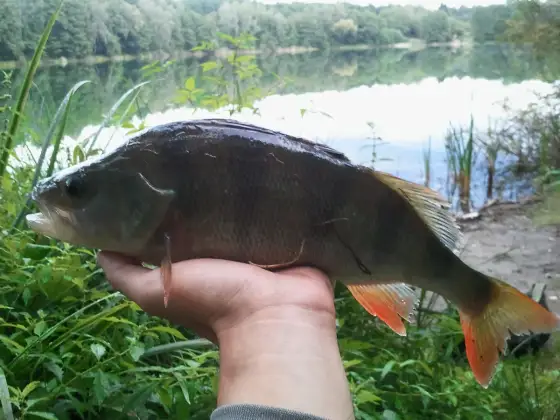 Wymiar ochronny okonia - czy 18 cm wystarczy?